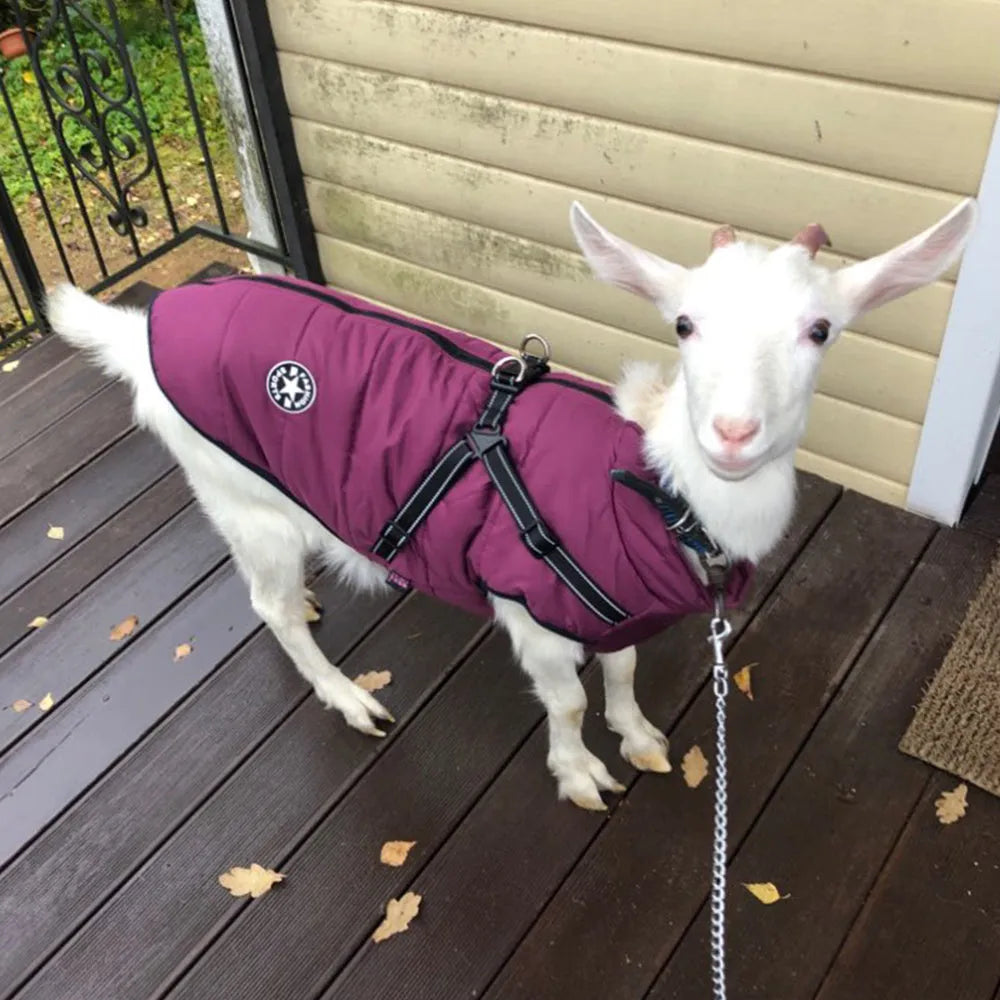 Red waterproof dog coat with a harness hole on a dog, showing the water-resistant fabric and size fit.