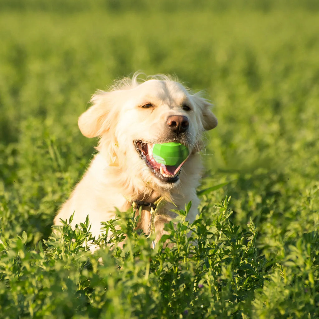 Green natural rubber squeaky dog ball for large breed aggressive chewers
