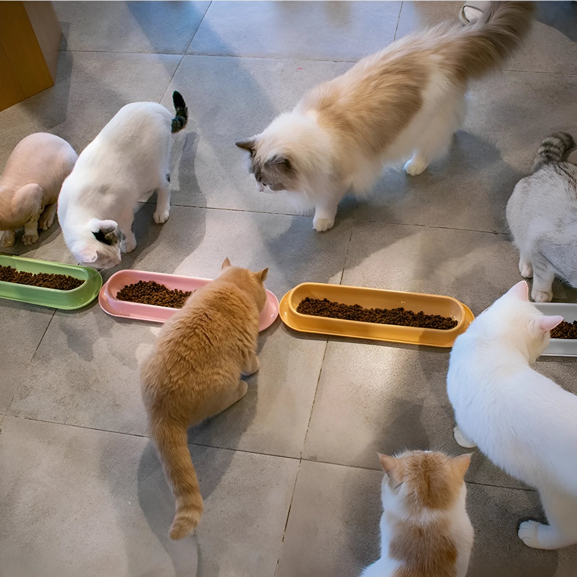 Green double-bowl pet feeder for dog food and water on a floor.