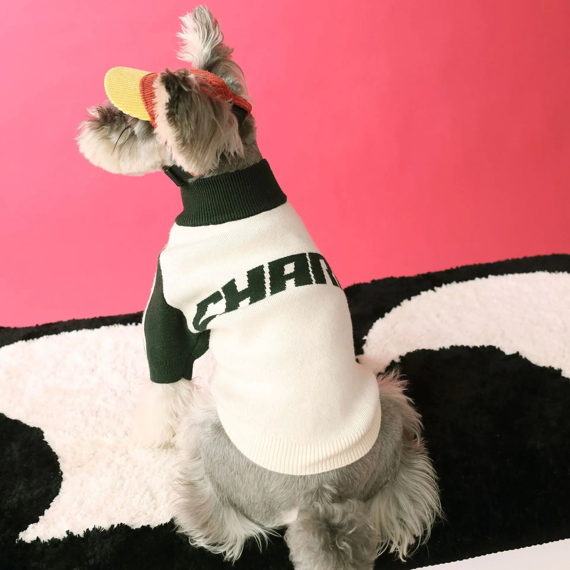 Red puppy dog wearing wool sports cardigan sweater pet clothing