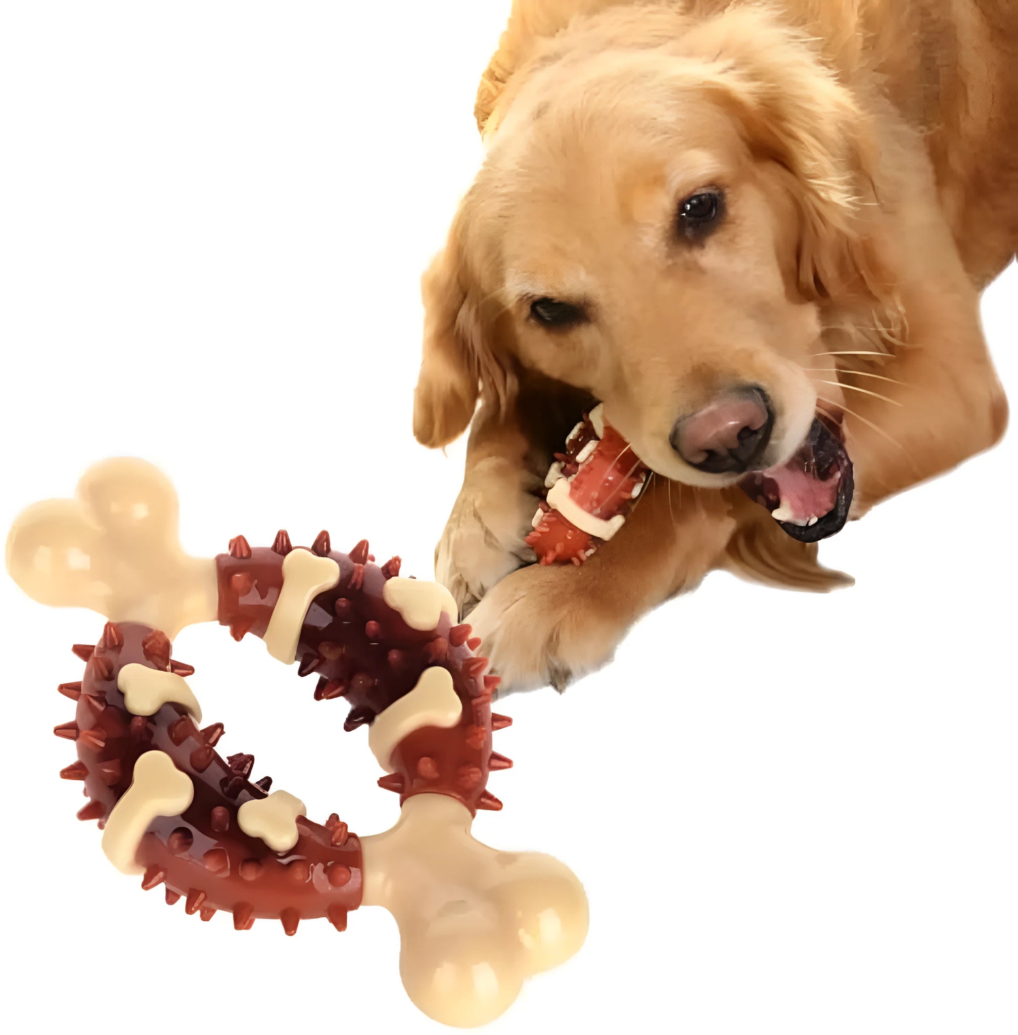 Natural rubber bone-shaped dog dental molar chew toy for teeth grinding shown in two size options