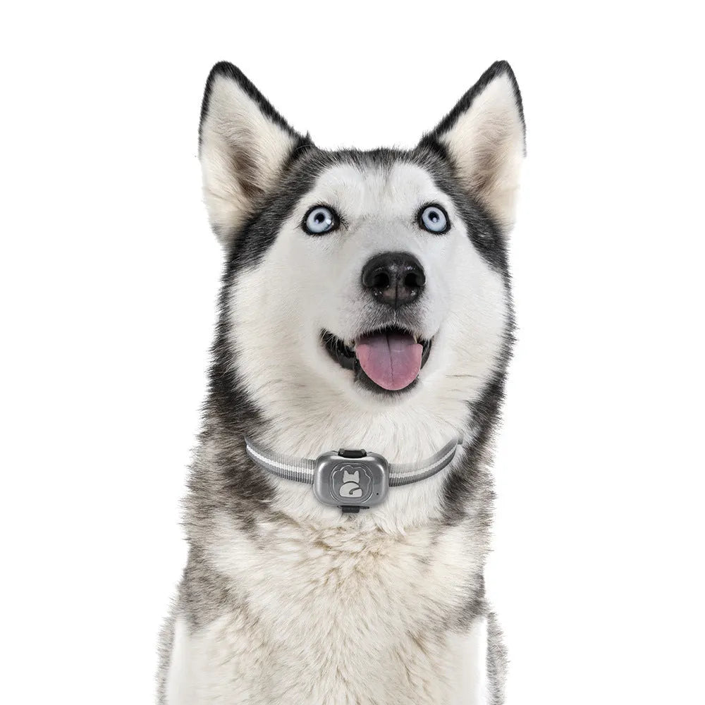 Black pet GPS locator with hanging rope attachment for collar mounting