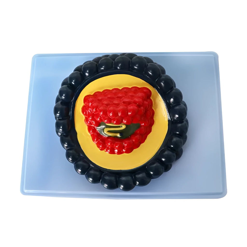Black PVC virus biological model for medical education, 20cm long by 15cm wide by 7cm high.