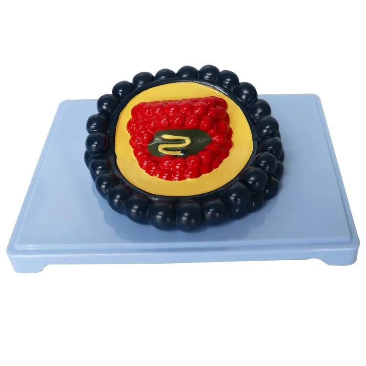 Black PVC virus biological model for medical education, 20cm long by 15cm wide by 7cm high.