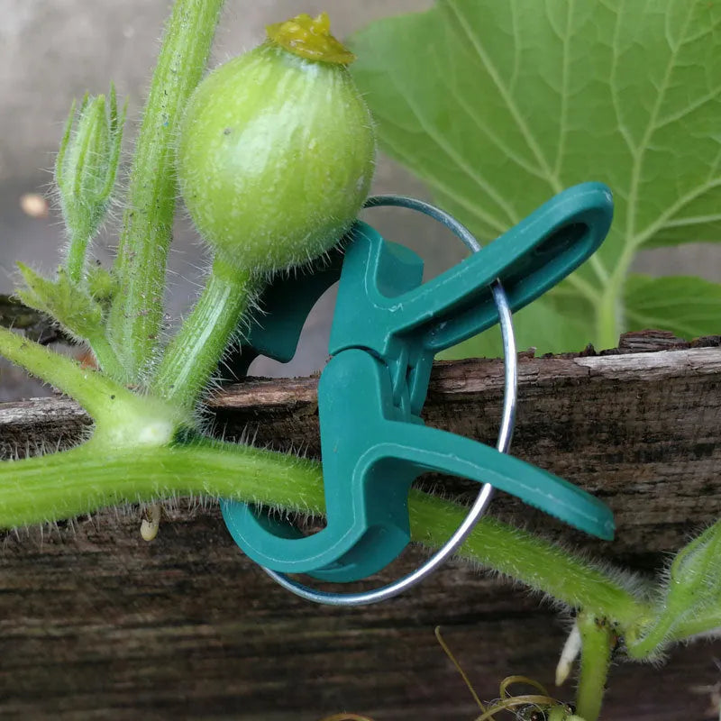 Green plastic and zinc plant fixing clips holding a tomato vine to a garden cane.