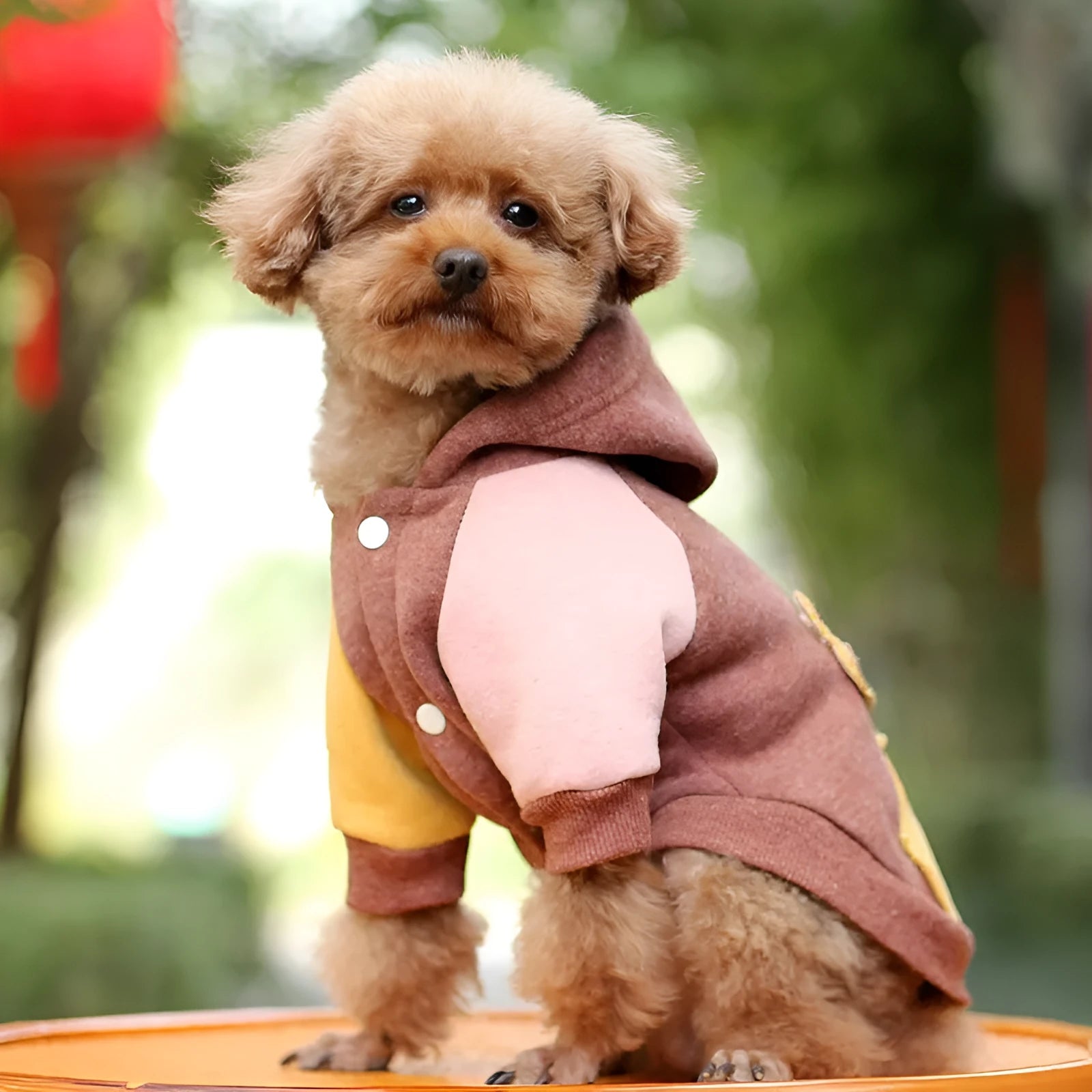 Cotton dog sweatshirt pet clothing in brown, green, or pink colours for canine leisure wear