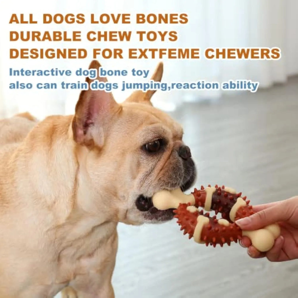 Natural rubber bone-shaped dog dental molar chew toy for teeth grinding shown in two size options