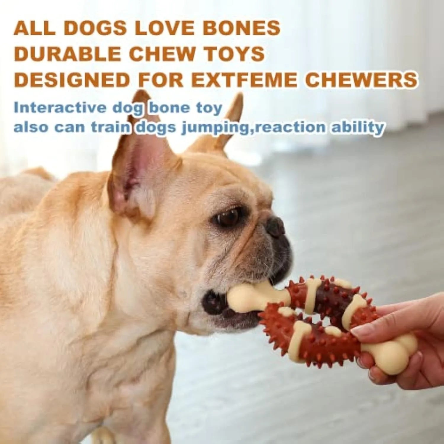Natural rubber bone-shaped dog dental molar chew toy for teeth grinding shown in two size options