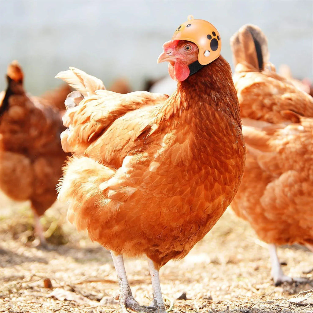 Small pet helmet for chickens and birds with adjustable elastic bands and sponge lining