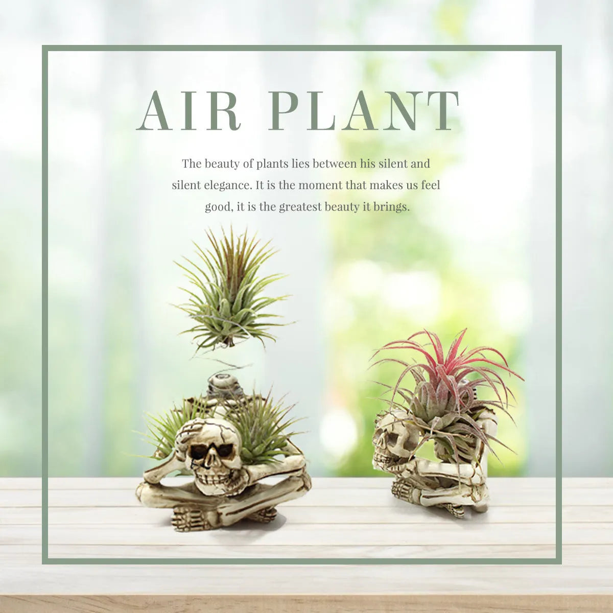 Gothic skull resin bracket for Tillandsia air plants measuring 12.5cm tall