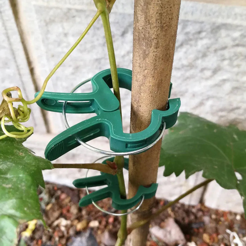 Green plastic and zinc plant fixing clips holding a tomato vine to a garden cane.