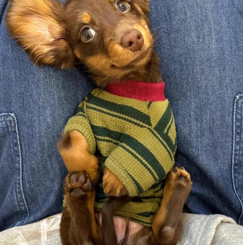 Green striped two-legged dog vest for small pets, autumn casual pet clothes with folded edges