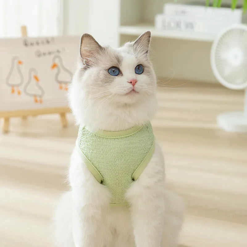 Cat wearing hollowed-out knitted clothes with bear patch design in blue colour