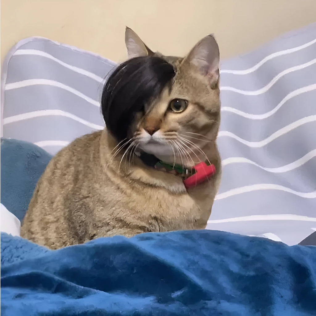 Black cat wig with fox ears and imitation braid for pet dress-up