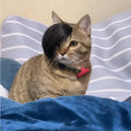 Black cat wig with fox ears and imitation braid for pet dress-up
