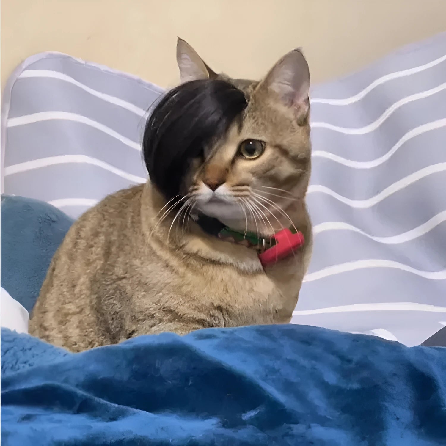 Black cat wig with fox ears and imitation braid for pet dress-up