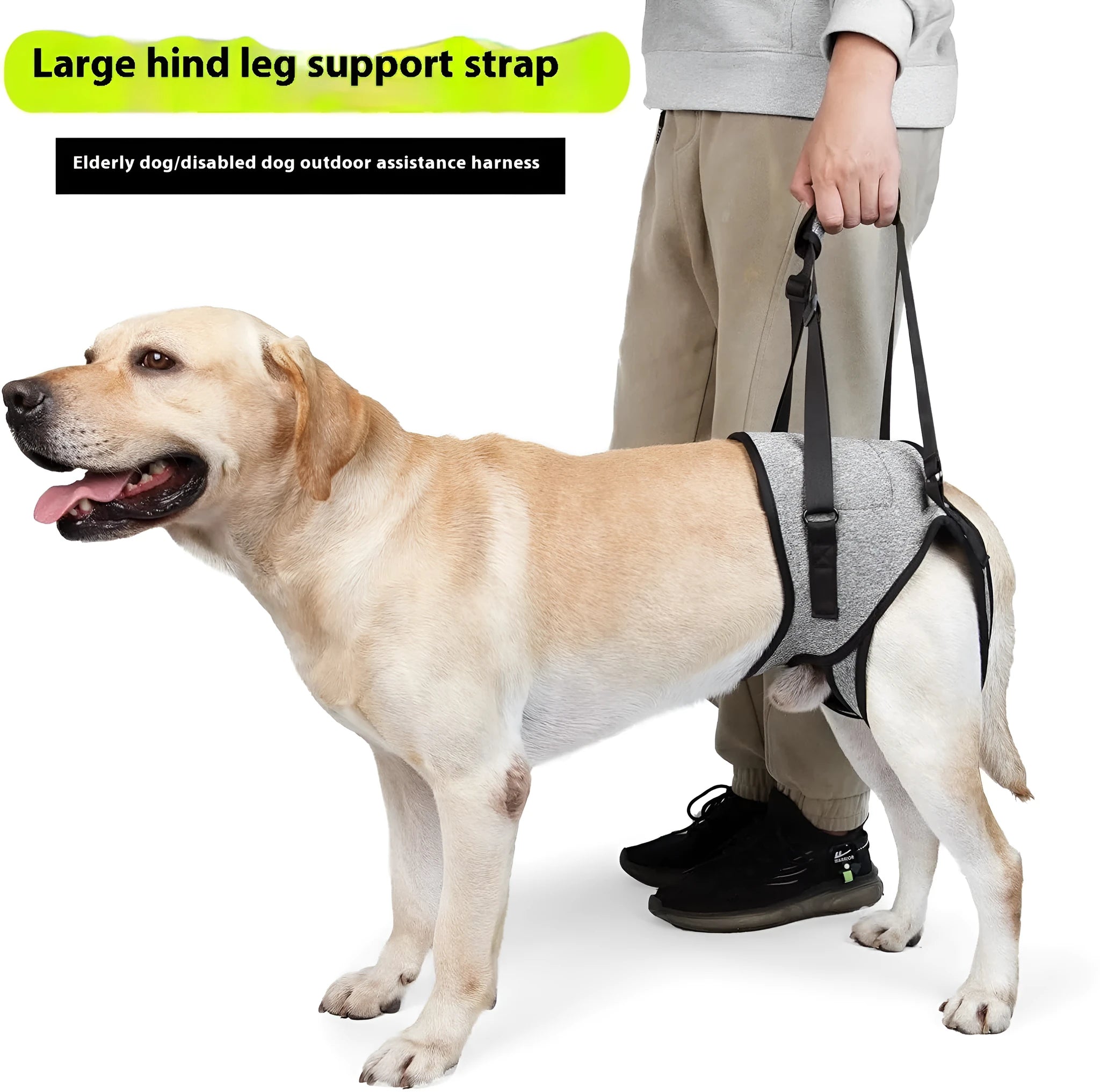 Grey neoprene recovery support belt for a dog's injured rear leg on a size chart.