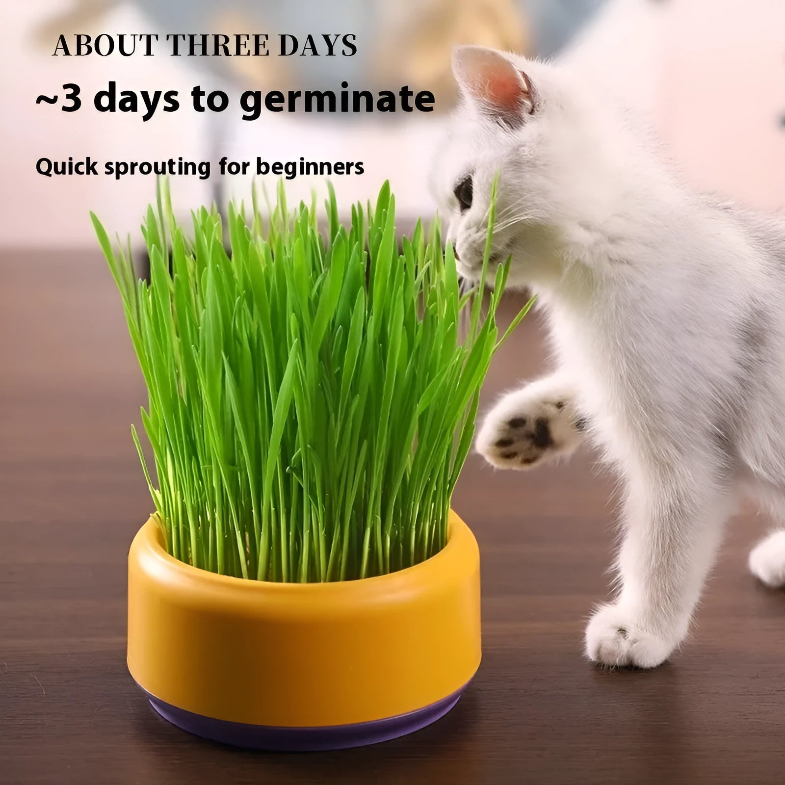 Blue, green, and yellow soilless hydroponic cat grass growing kits with seed packets