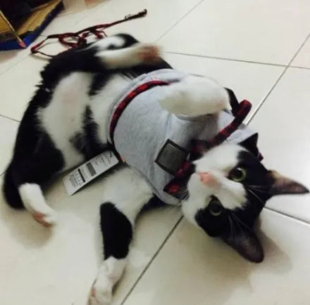 Red cat harness with 125cm traction rope, knitted fabric and cotton cloth, sizes XS S M