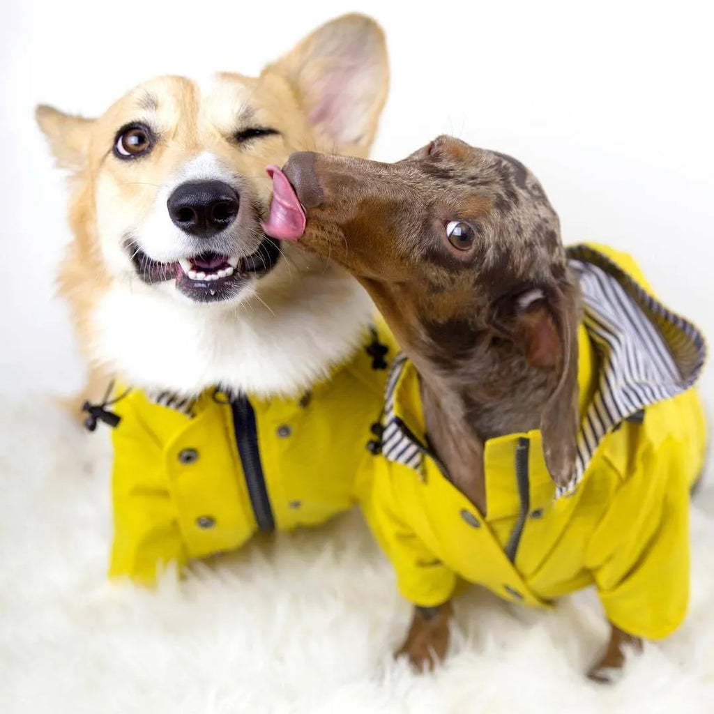 Yellow polyester dog raincoat with windproof waterproof twill and cotton inside, sizes S to 4XL