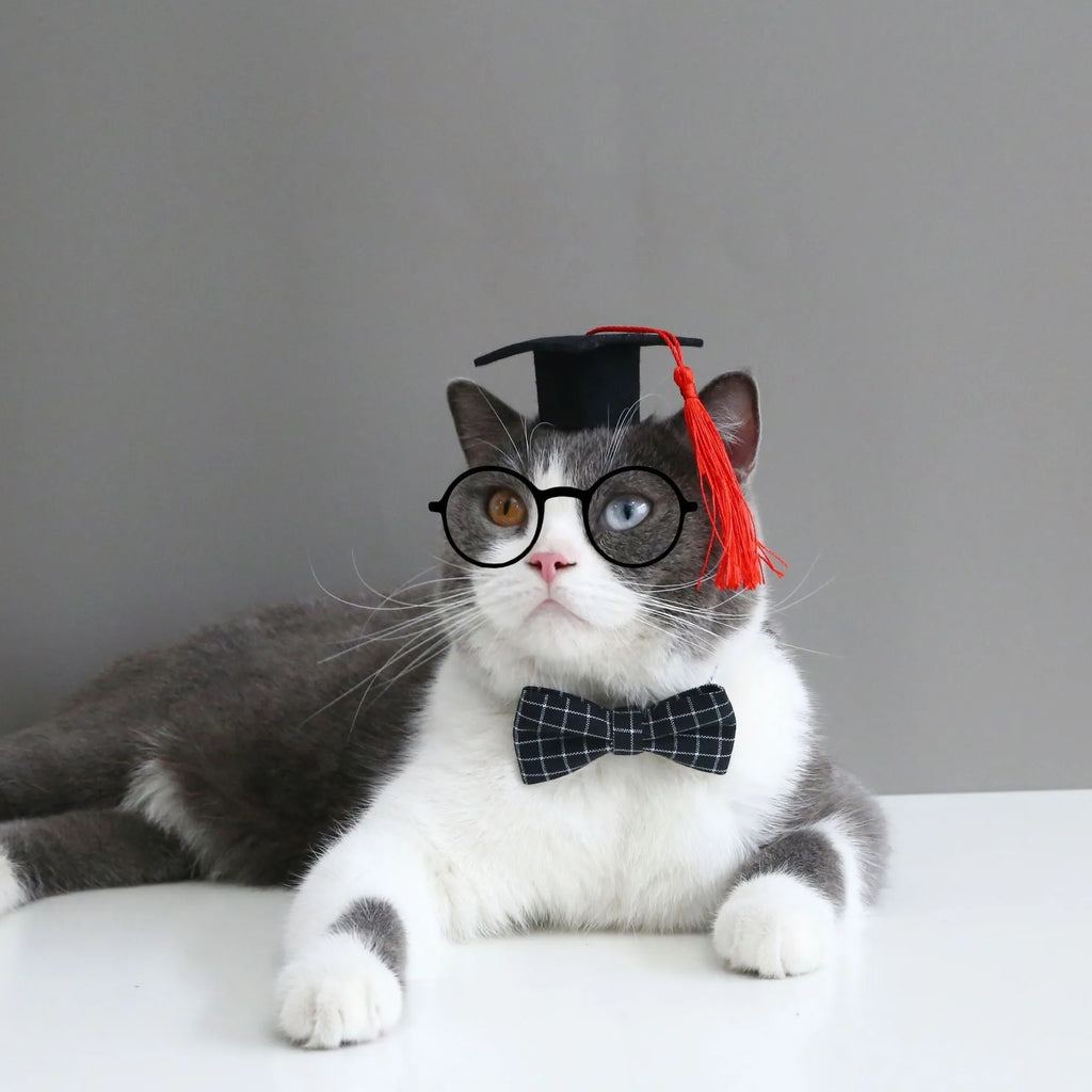 British-style wool felt pet bow tie and elastic hair band set for small dogs and cats.