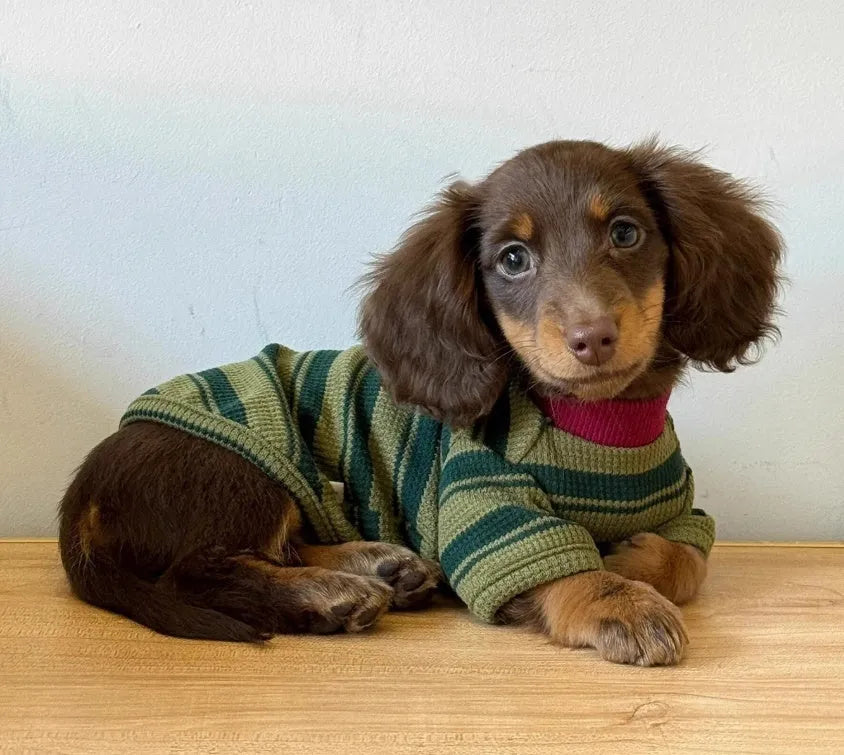 Green striped two-legged dog vest for small pets, autumn casual pet clothes with folded edges