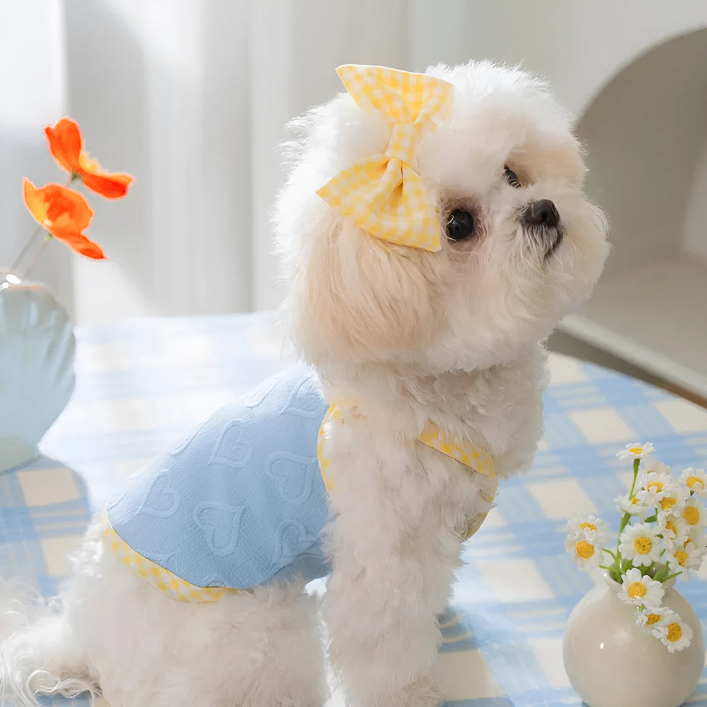 Small dog wearing a blue elastic vest with a heart texture pattern and bow suspenders.