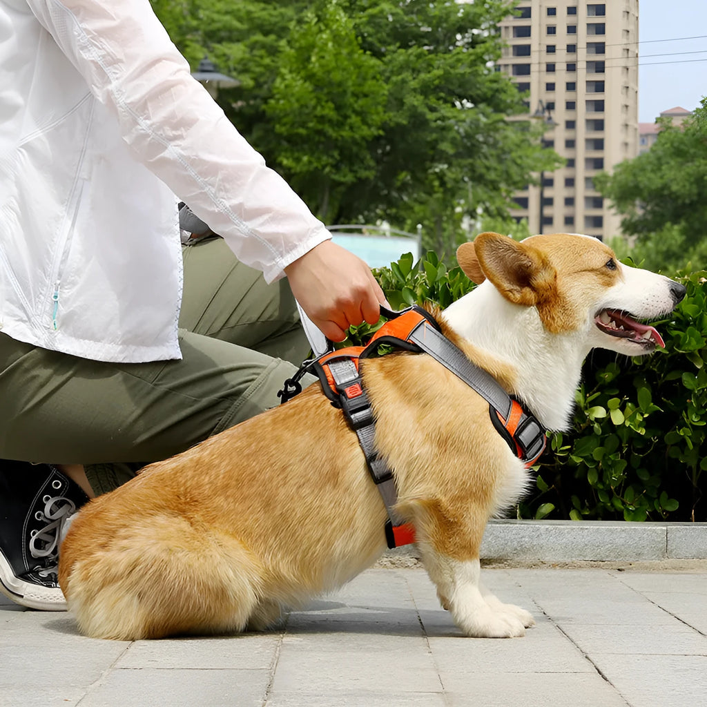 Polyester dog chest strap harness with hand holding rope in multiple colour options for medium large breed dogs