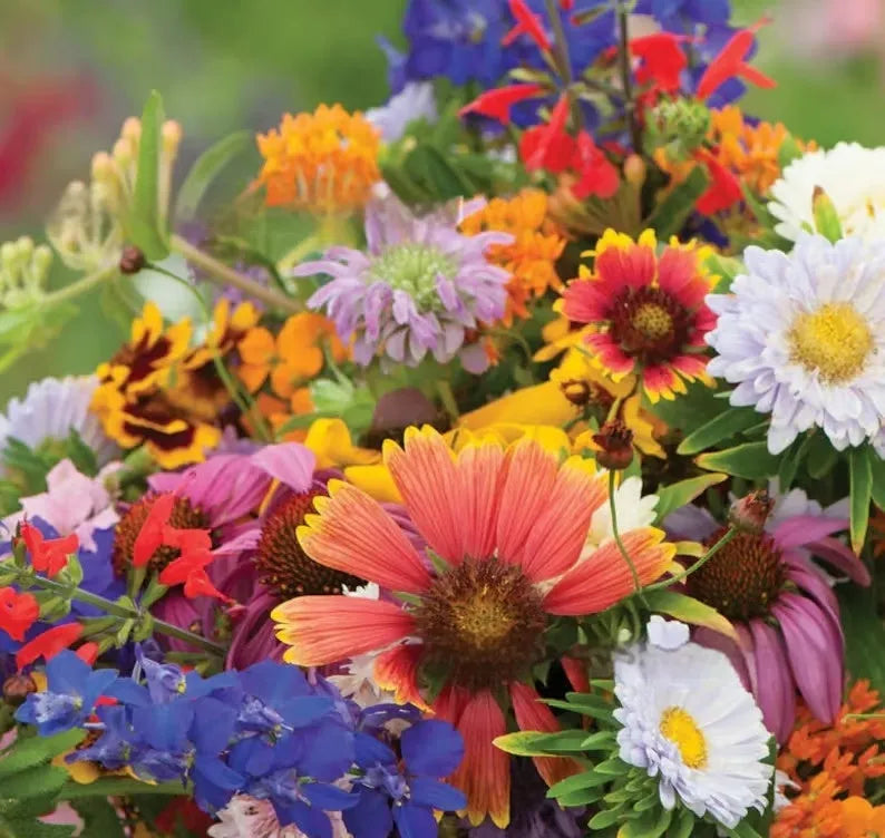 Packet of mixed wildflower seeds including purpleflower holly leaf and hardy grasses for garden borders.