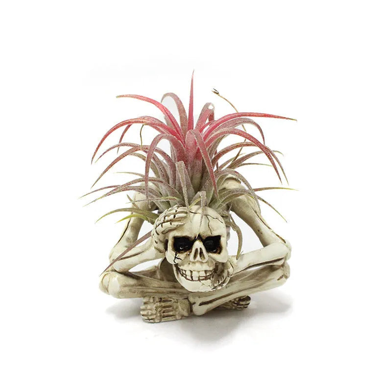 Gothic skull resin bracket for Tillandsia air plants measuring 12.5cm tall
