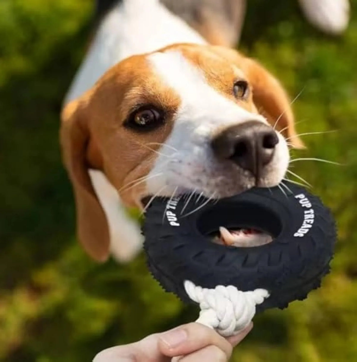 Natural rubber tyre dog chew toy with rope, 35cm, for aggressive chewers, in Black or Blue