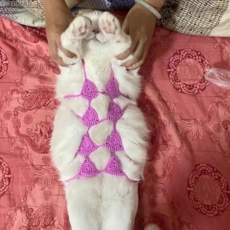 Cat wearing colourful bikini costume set for Halloween or party events