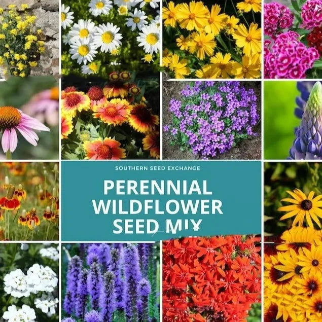 Packet of mixed wildflower seeds including purpleflower holly leaf and hardy grasses for garden borders.