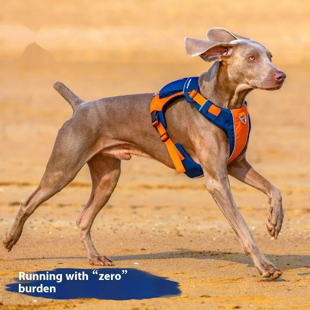 Dog wearing orange blue vest harness with chest and back attachment rings