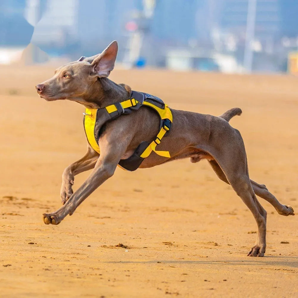 Dog wearing orange blue vest harness with chest and back attachment rings