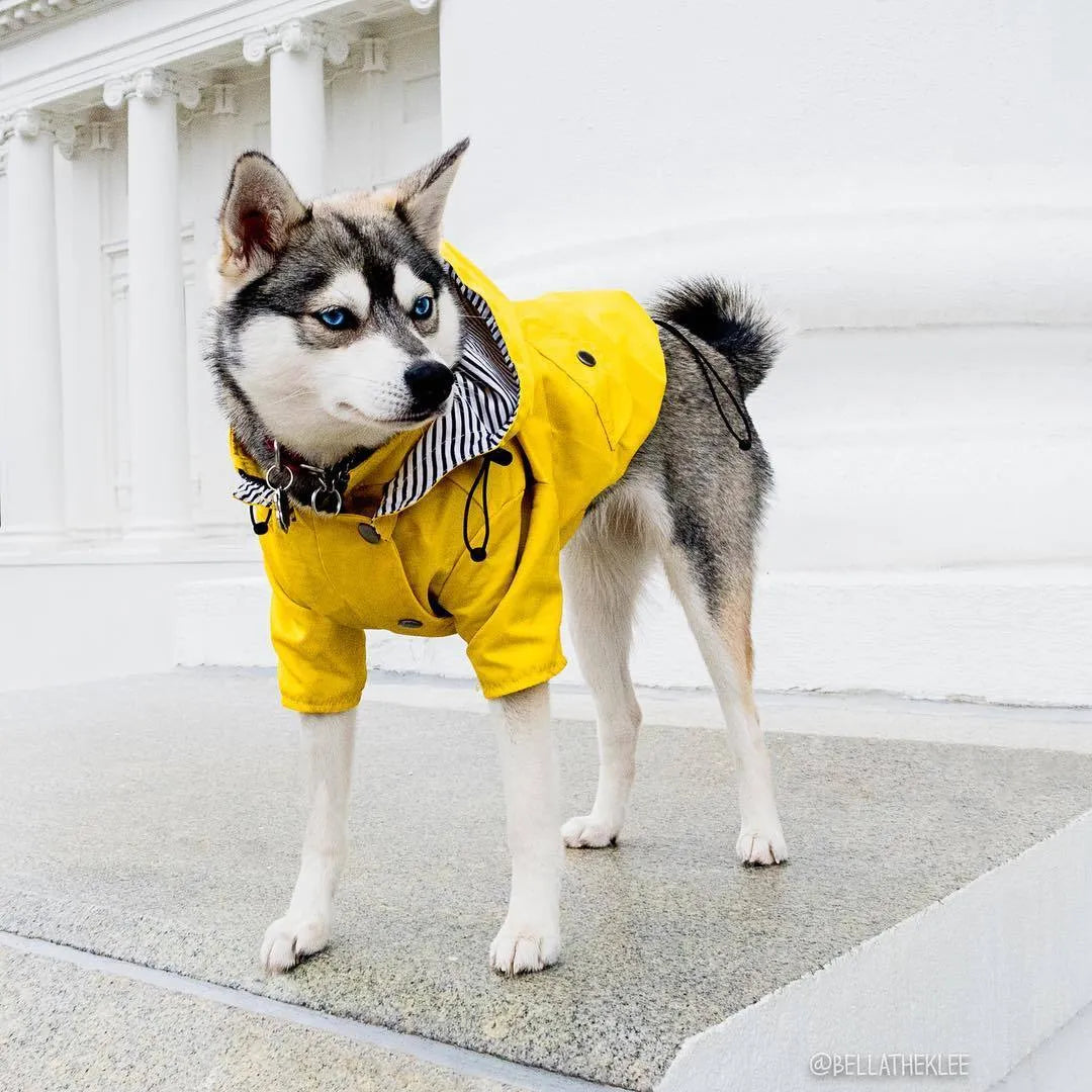Yellow polyester dog raincoat with windproof waterproof twill and cotton inside, sizes S to 4XL