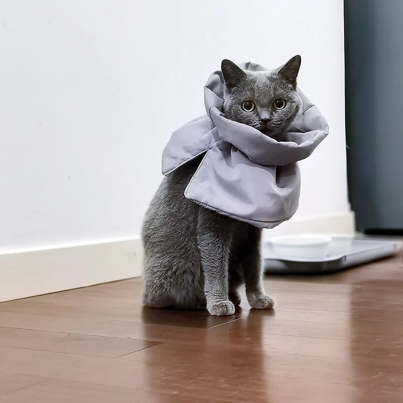 Soft blue adjustable Elizabethan recovery collar on small cat showing elastic buckle and protective cone shape