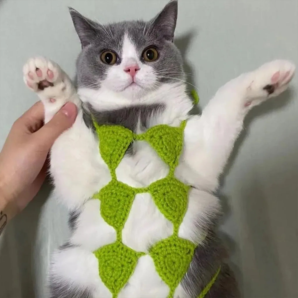Cat wearing colourful bikini costume set for Halloween or party events