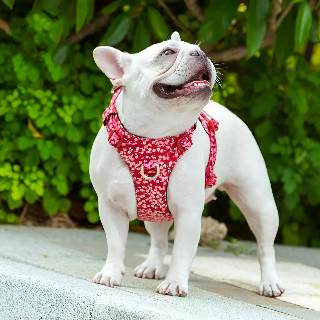 Floral pattern cotton dog harness chest strap shown in red, blue and green colour options