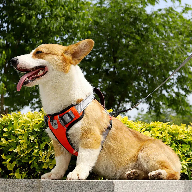 Polyester dog chest strap harness with hand holding rope in multiple colour options for medium large breed dogs