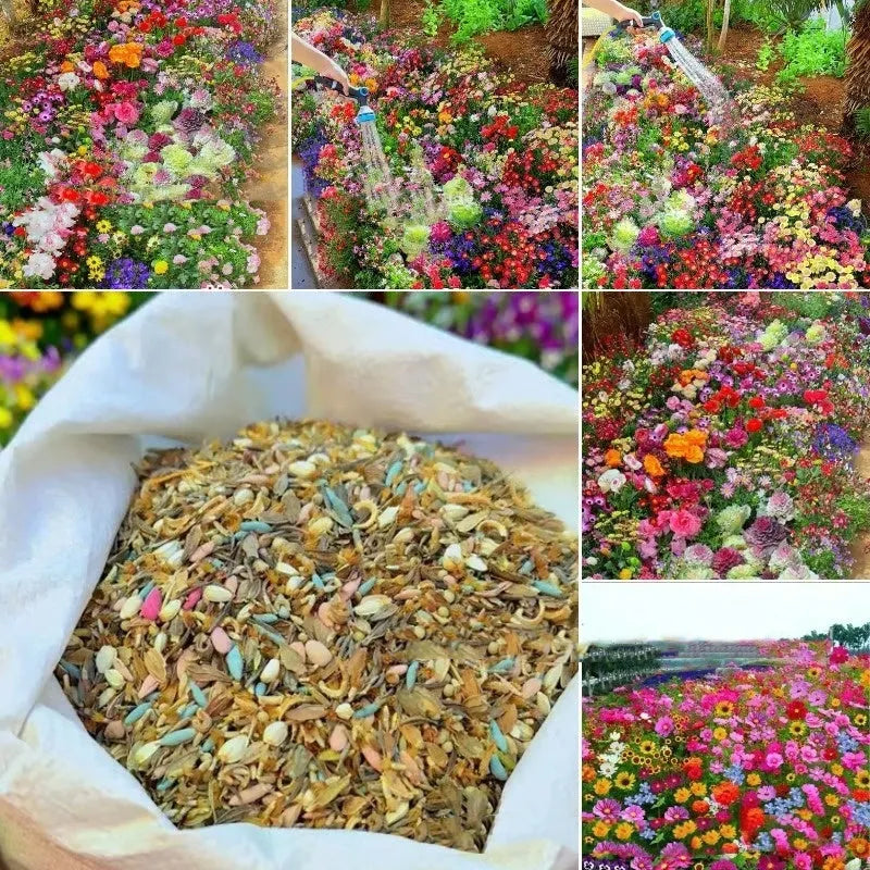 Packet of mixed wildflower seeds including purpleflower holly leaf and hardy grasses for garden borders.