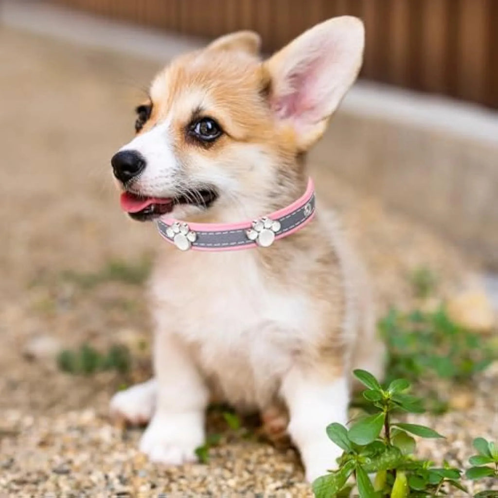 Reflective brown leather dog collar with metal buckle and cute paw-shaped rivet detail.
