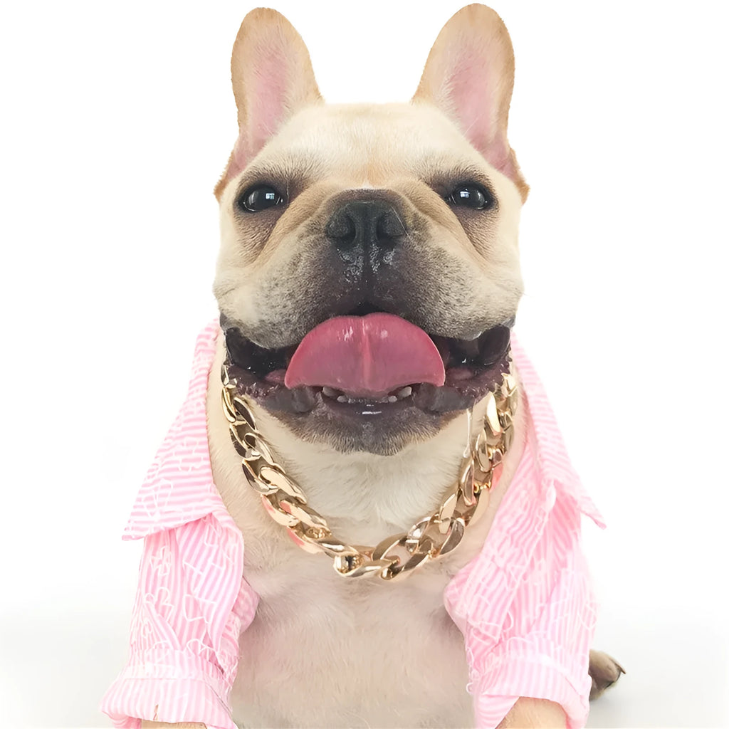 Gold colour twisted chain dog collar for small to medium dogs on a white background.