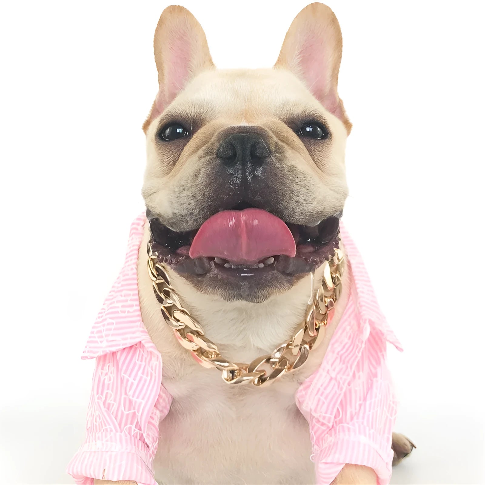 Gold colour twisted chain dog collar for small to medium dogs on a white background.
