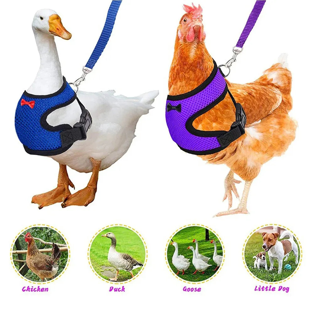 Chicken harness vest with matching collar and bow for poultry, includes 110cm traction rope