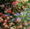 Packet of mixed wildflower seeds including purpleflower holly leaf and hardy grasses for garden borders.