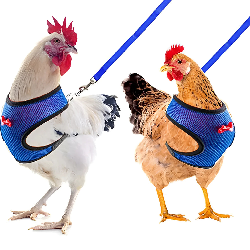 Chicken harness vest with matching collar and bow for poultry, includes 110cm traction rope