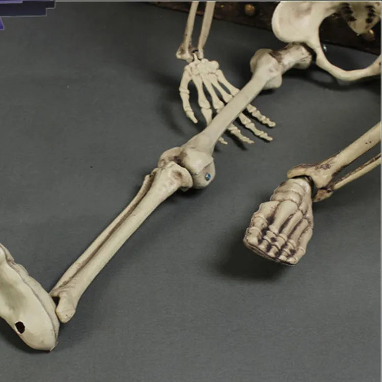 170 cm tall plastic skeleton prop with detailed human skull for Halloween or display