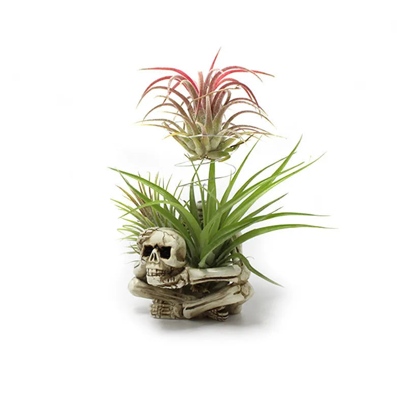 Gothic skull resin bracket for Tillandsia air plants measuring 12.5cm tall