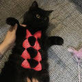 Cat wearing colourful bikini costume set for Halloween or party events